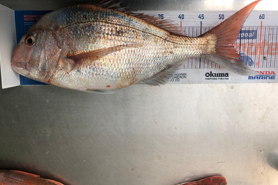 Brett Lennon caught this 53.5cm Snapper at Kaipara  during The Hirepool Baitmates Fishing Comp