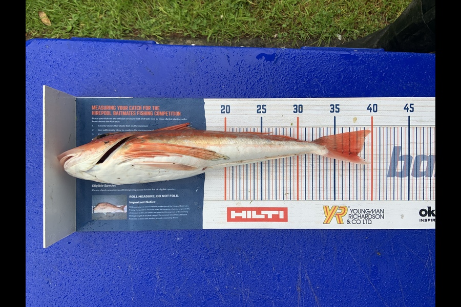 Sam Julian caught this 38cm Gurnard at Wellington during The Hirepool Baitmates Fishing Comp