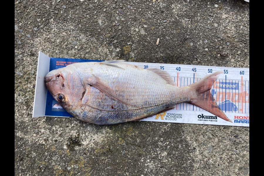 Mike Adgo caught this 49.5cm Snapper at Mana during The Hirepool Baitmates Fishing Comp