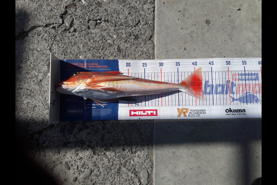 Mike Stainthorpe caught this 42cm Gurnard at Whakatane during The Hirepool Baitmates Fishing Comp