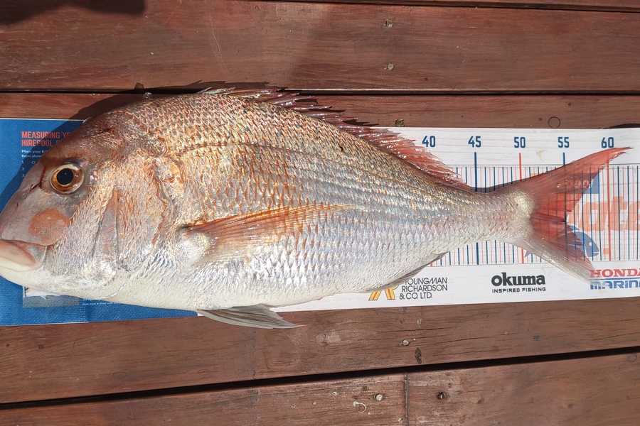 Jonathan Abiva caught this 55cm Snapper at Flat Rock during The Hirepool Baitmates Fishing Comp