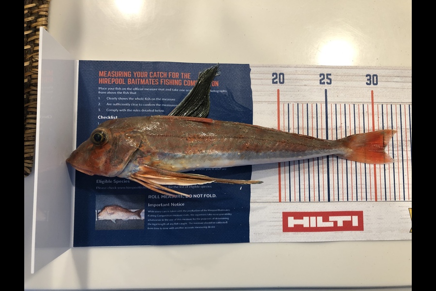 Brian Whitaker caught this 31cm Gurnard at Breambay  during The Hirepool Baitmates Fishing Comp