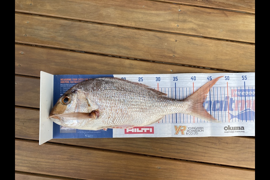 Neels Erasmus caught this 42.5cm Snapper at Shearers  during The Hirepool Baitmates Fishing Comp