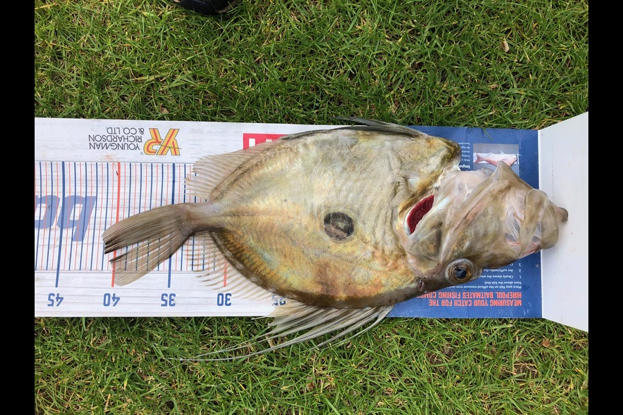 Dave Pope caught this 41cm John Dory at Wanganui during The Hirepool Baitmates Fishing Comp