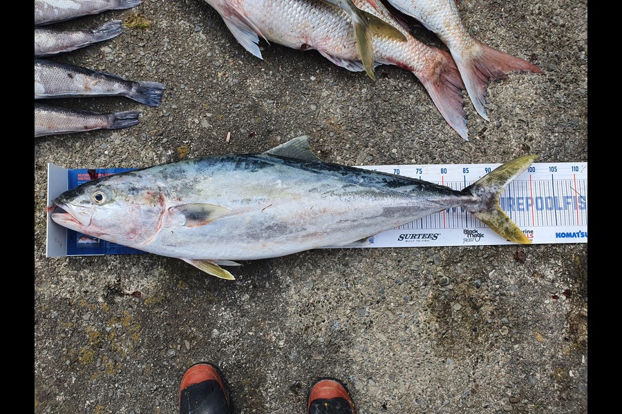 Greg Whiteman caught this 91cm Kingfish at Wellington  during The Hirepool Baitmates Fishing Comp