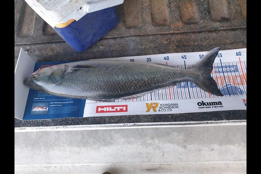 Alex Scott caught this 51.5cm Kahawai at Opunake  during The Hirepool Baitmates Fishing Comp