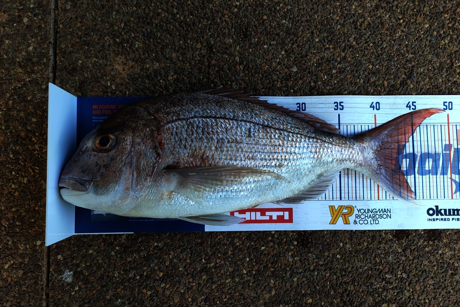 Sidney Correia do Rebeiro caught this 43cm Snapper at Kawau Island during The Hirepool Baitmates Fishing Comp