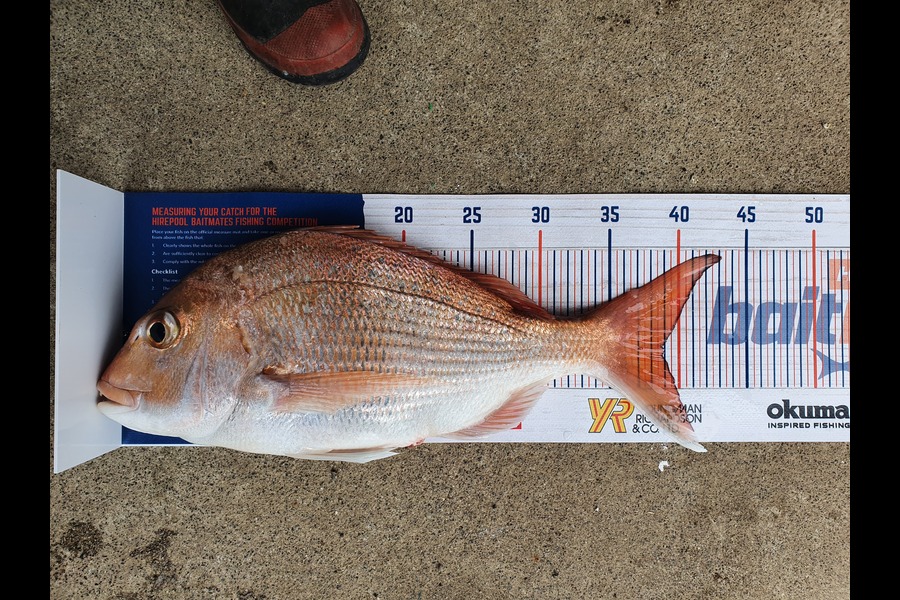 Jamie Reith caught this 39.0cm Snapper at Thames  during The Hirepool Baitmates Fishing Comp
