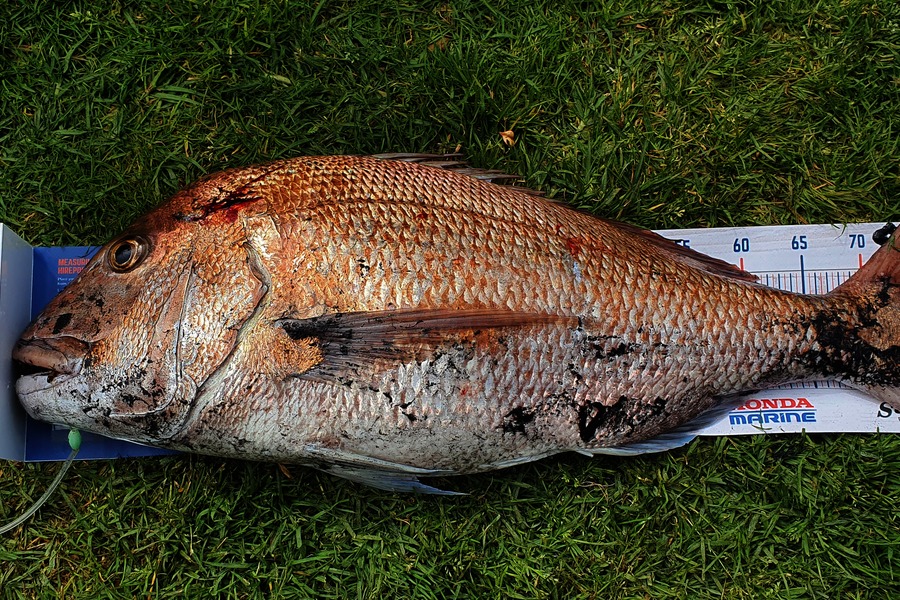 kelly russell caught this 78.5cm Snapper at Mokau  during The Hirepool Baitmates Fishing Comp