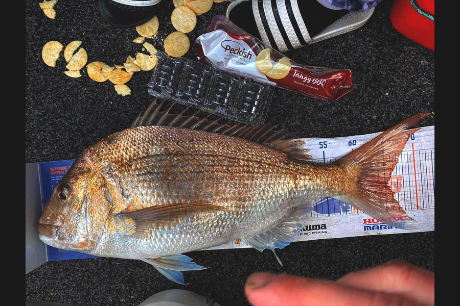 Morgan Keighley caught this 65.0cm Snapper at Raglan during The Hirepool Baitmates Fishing Comp