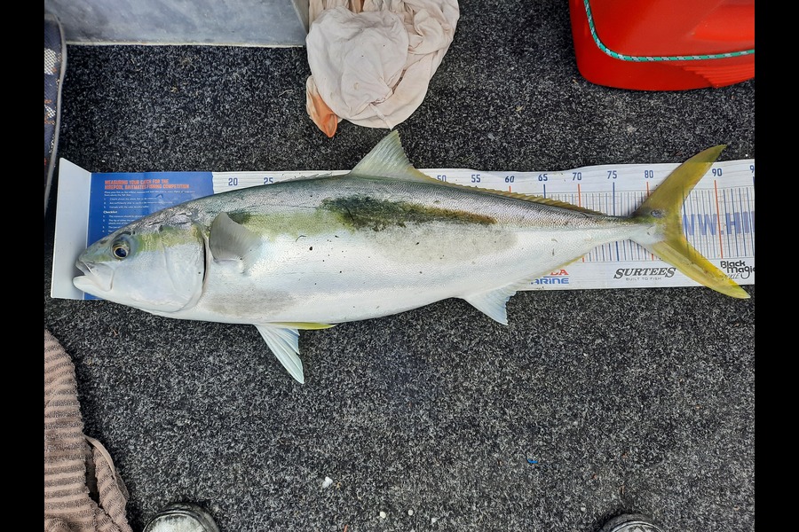 Morgan Keighley caught this 84.5cm Kingfish at Raglan during The Hirepool Baitmates Fishing Comp