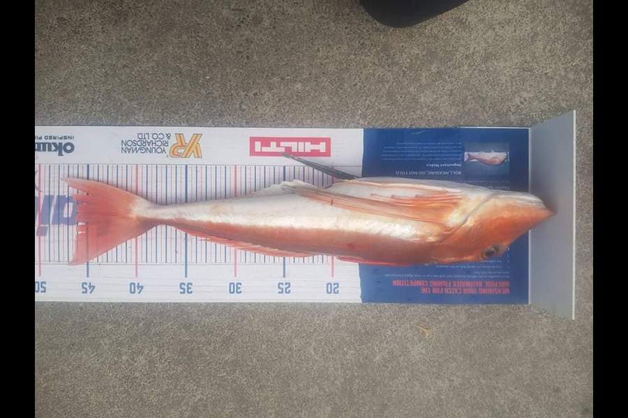 Trent Barrett caught this 46cm Gurnard at Napier during The Hirepool Baitmates Fishing Comp