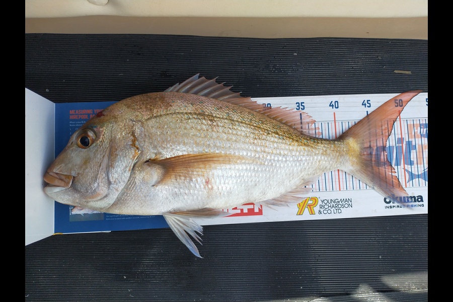 Mike Garton caught this 47.0cm Snapper at Little Barrier during The Hirepool Baitmates Fishing Comp