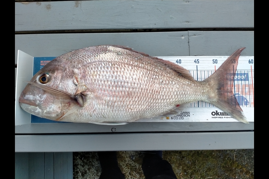 casey seerup caught this 54.0cm Snapper at Raglan during The Hirepool Baitmates Fishing Comp