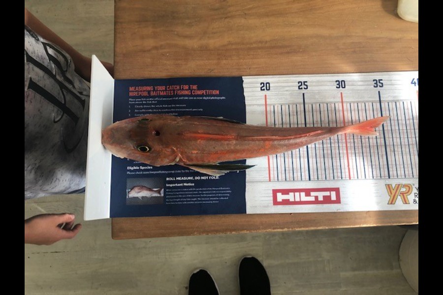 Dan Balasoglou caught this 33.5cm Gurnard at East coast bays during The Hirepool Baitmates Fishing Comp