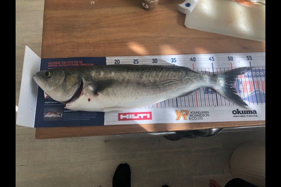 Dan Balasoglou caught this 49cm Kahawai at East coast bays during The Hirepool Baitmates Fishing Comp