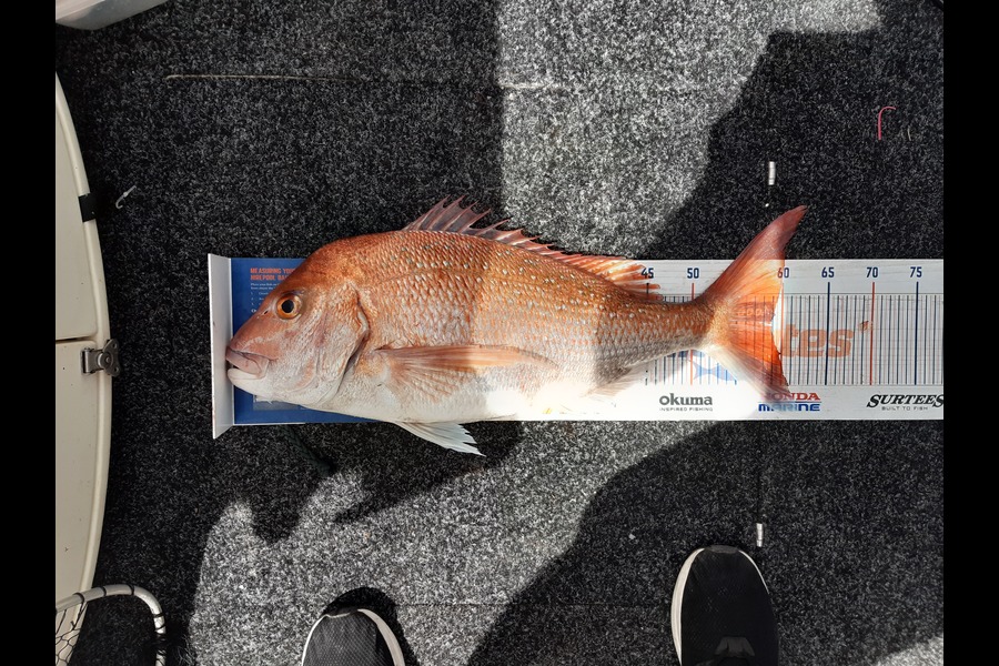 Kris Mandell caught this 58.5cm Snapper at Omaha during The Hirepool Baitmates Fishing Comp