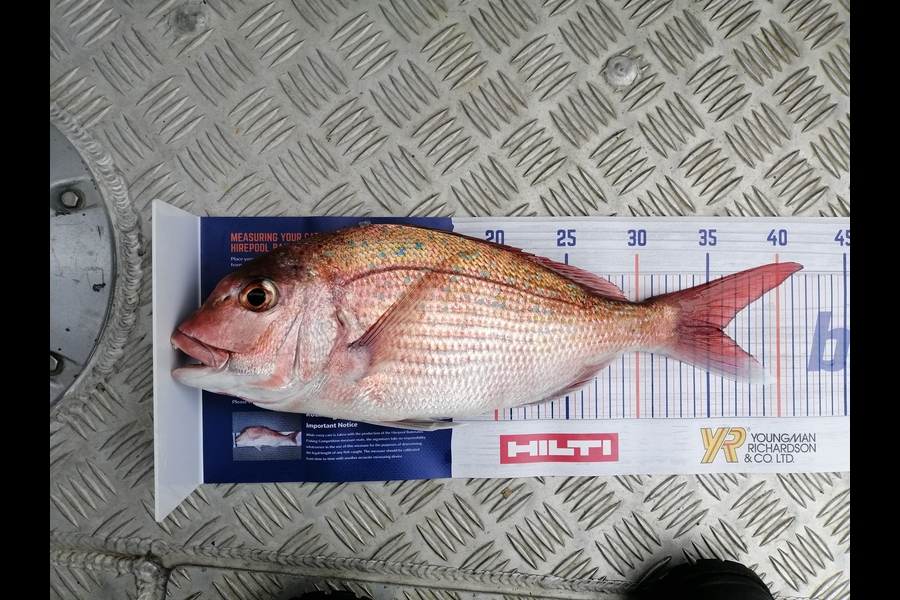 Gary Berwick caught this 36.0cm Snapper at Tauranaga during The Hirepool Baitmates Fishing Comp