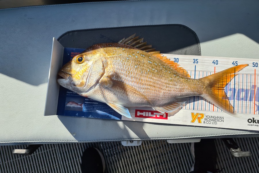 Richard Gardiner caught this 42.5cm Snapper at coromandel during The Hirepool Baitmates Fishing Comp