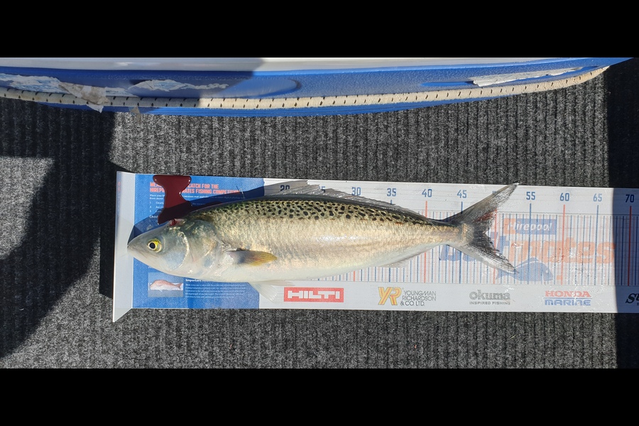 James Huston caught this 47cm Kahawai at manukau  during The Hirepool Baitmates Fishing Comp