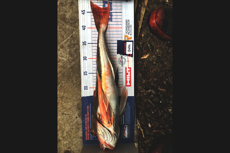 Kevin Kemp caught this 46.5cm Gurnard at New Plymouth during The Hirepool Baitmates Fishing Comp