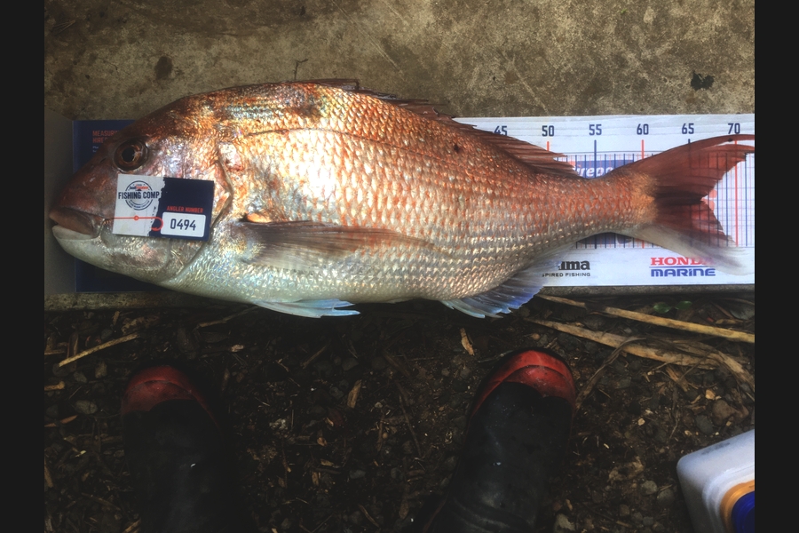 Kevin Kemp caught this 66.0cm Snapper at New Plymouth during The Hirepool Baitmates Fishing Comp