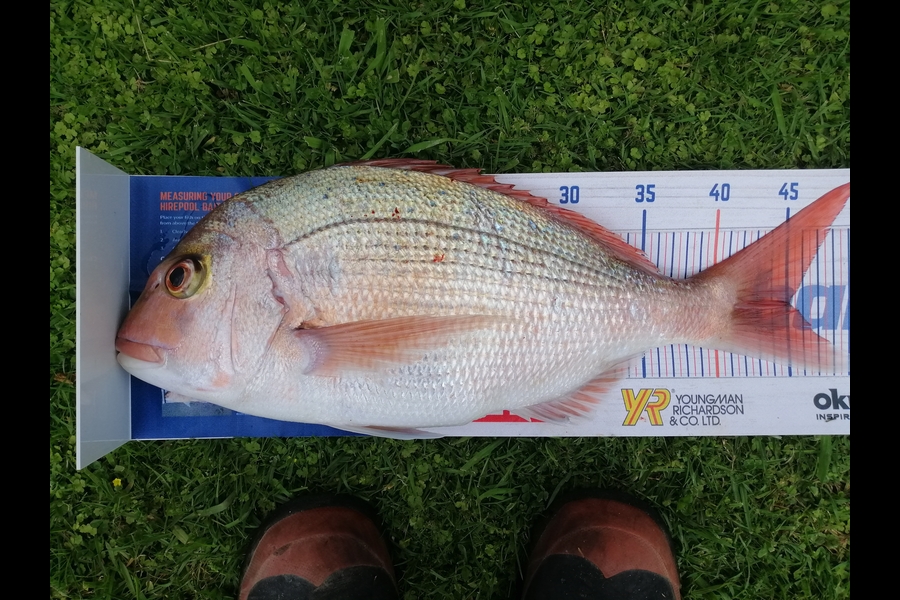 Jared Amstalden caught this 45.0cm Snapper at New plymouth during The Hirepool Baitmates Fishing Comp