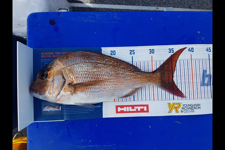 Mary Norris caught this 35cm Snapper at Mayor Island during The Hirepool Baitmates Fishing Comp