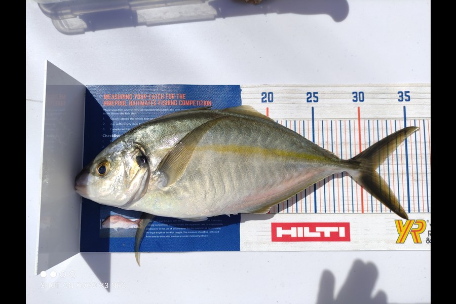 Rui Ganho caught this 31.5cm Trevally at Motuora Island during The Hirepool Baitmates Fishing Comp