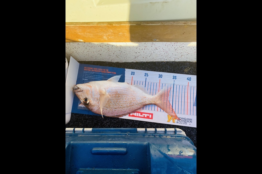 Logan Du Bray caught this 33.5cm Snapper at Hauraki Gulf during The Hirepool Baitmates Fishing Comp