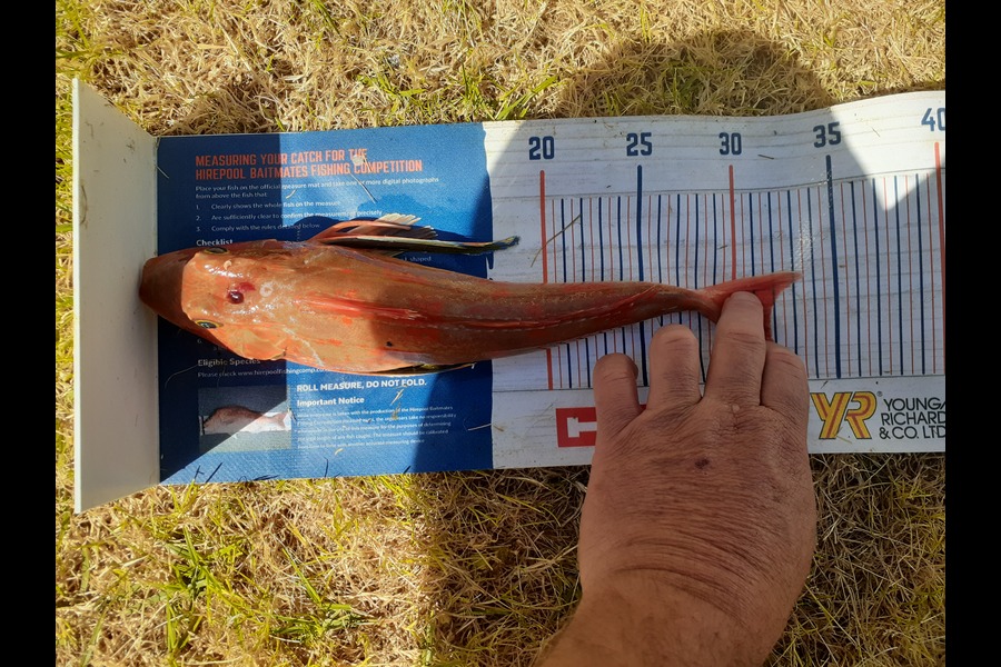 Merlin Sheffield caught this 31.5cm Gurnard at Matarangi during The Hirepool Baitmates Fishing Comp