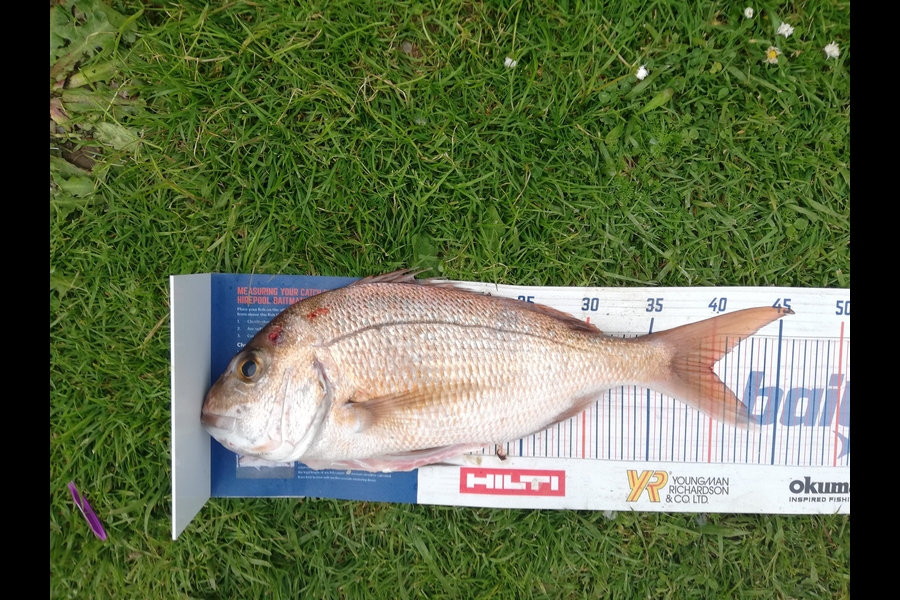 Dekorey Edwards caught this 40.0cm Snapper at Coromandel  during The Hirepool Baitmates Fishing Comp