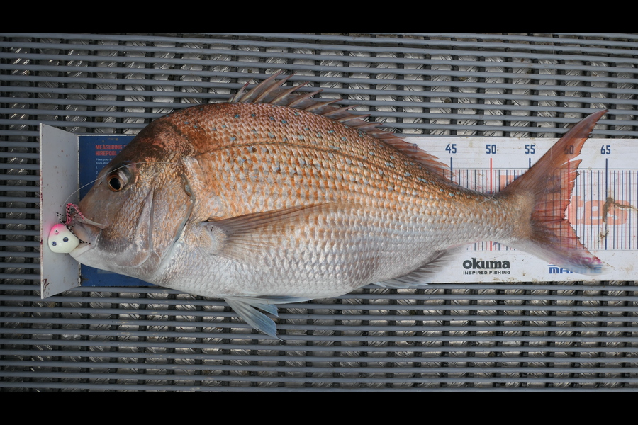 Jayden Emtage caught this 59.5cm Snapper at Kaipara harbour during The Hirepool Baitmates Fishing Comp