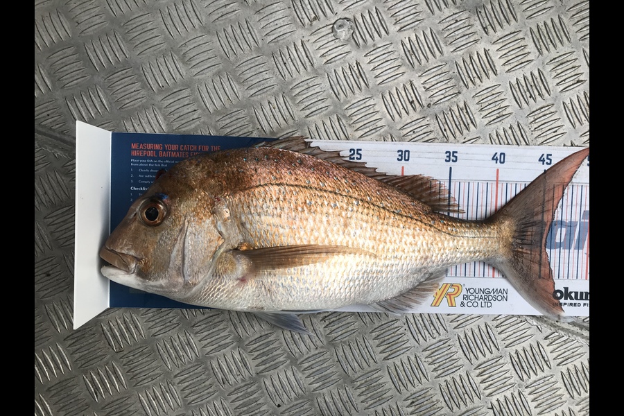 Glen Spearpoint caught this 45.5cm Snapper at Ruakaka during The Hirepool Baitmates Fishing Comp