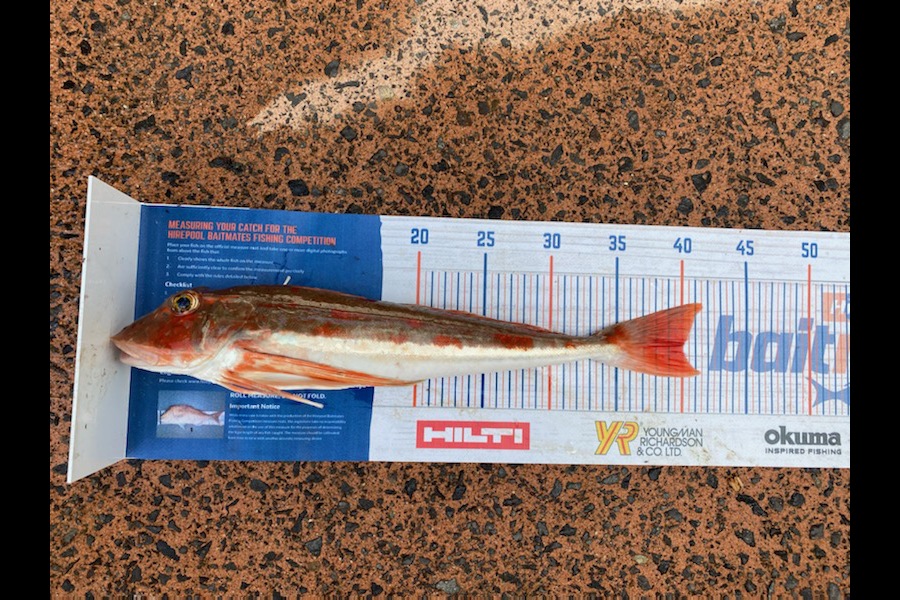 Shawn Beer caught this 40cm Gurnard at Pauanui  during The Hirepool Baitmates Fishing Comp