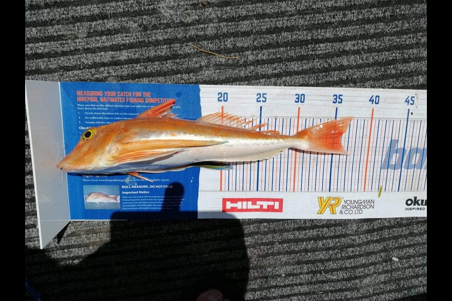 Stephanie King caught this 36cm Gurnard at Ruakaka  during The Hirepool Baitmates Fishing Comp