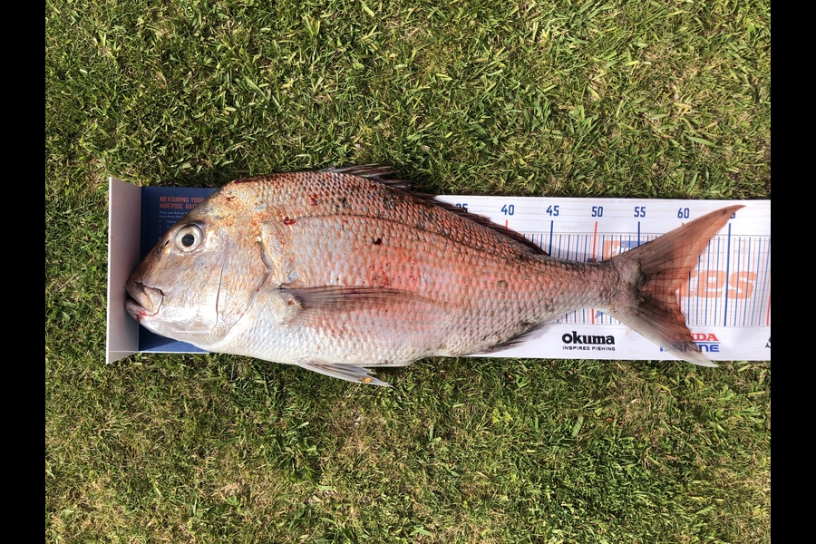 Carissa Mckay caught this 59.5cm Snapper at Taranaki  during The Hirepool Baitmates Fishing Comp