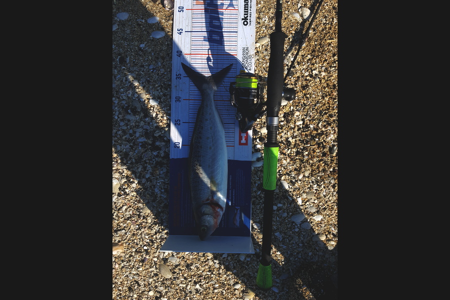 Karl Bogue caught this 35cm Kahawai at Hauraki gulf during The Hirepool Baitmates Fishing Comp