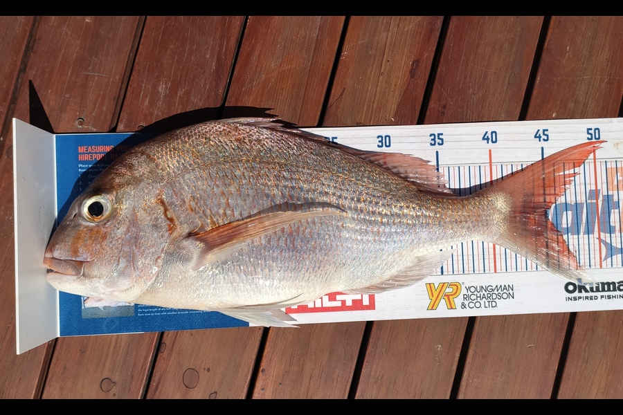 Jonathan Abiva caught this 45.0cm Snapper at Flat Rock during The Hirepool Baitmates Fishing Comp