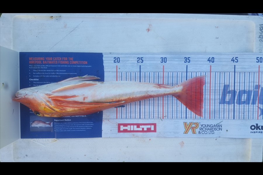 adam Van gelder caught this 38.5cm Gurnard at Marlborough sounds during The Hirepool Baitmates Fishing Comp