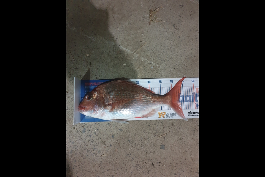 Carl Richmond caught this 43.0cm Snapper at Thames  during The Hirepool Baitmates Fishing Comp