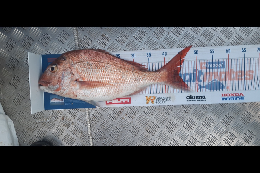 Russell Blomquist caught this 44.0cm Snapper at Whangarei during The Hirepool Baitmates Fishing Comp