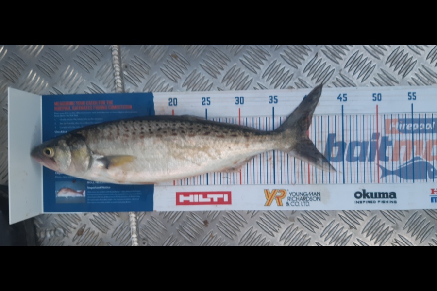 Russell Blomquist caught this 40.0cm Kahawai at Whangarei during The Hirepool Baitmates Fishing Comp