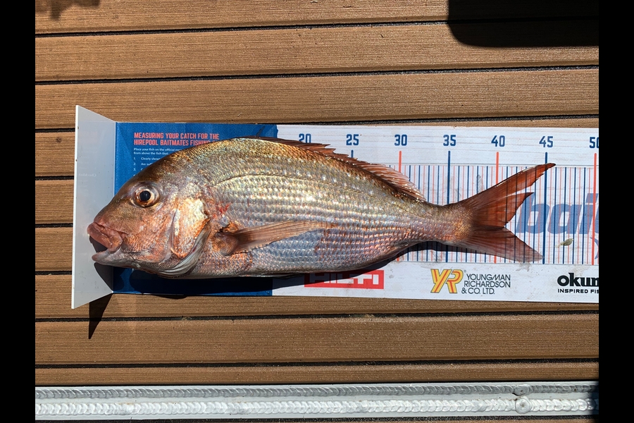 Charles Peters caught this 40.5cm Snapper at Motiti during The Hirepool Baitmates Fishing Comp