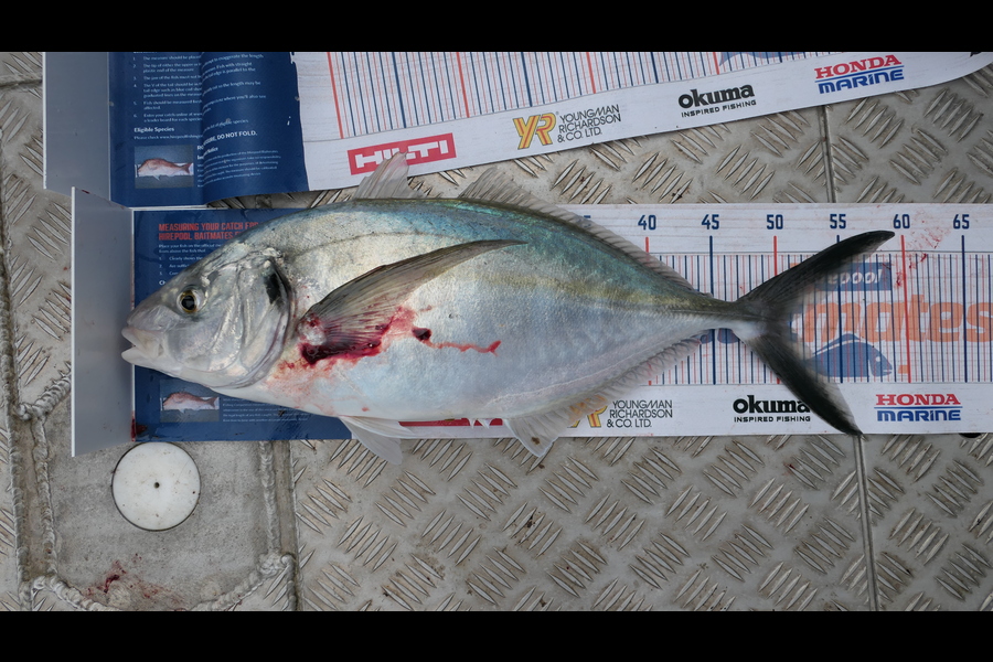 Clinton Emtage caught this 51.0cm Trevally at Glinks gully during The Hirepool Baitmates Fishing Comp