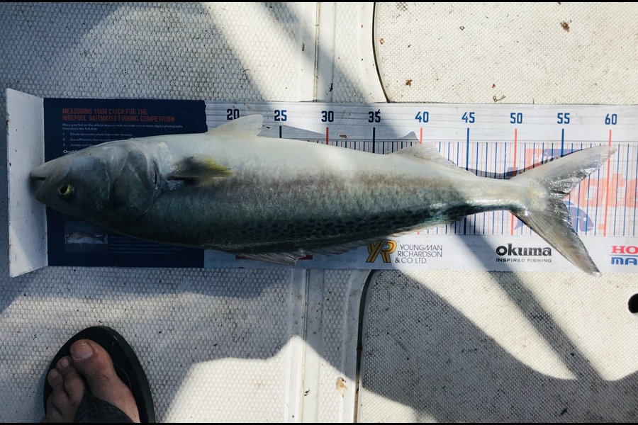 Glenn Bond caught this 55.0cm Kahawai at Hawke’s Bay during The Hirepool Baitmates Fishing Comp