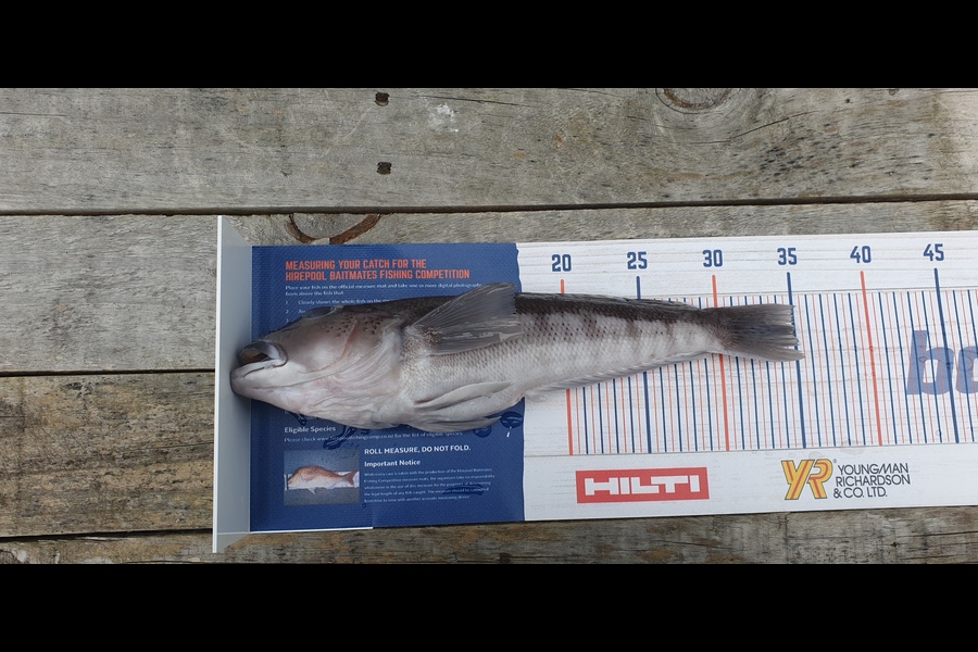 Brett Ingram caught this 35cm Blue Cod at New plymouth  during The Hirepool Baitmates Fishing Comp