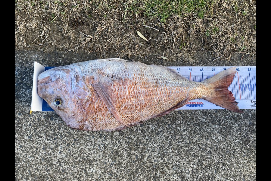 sandeep prasad caught this 75cm Snapper at Noises during The Hirepool Baitmates Fishing Comp