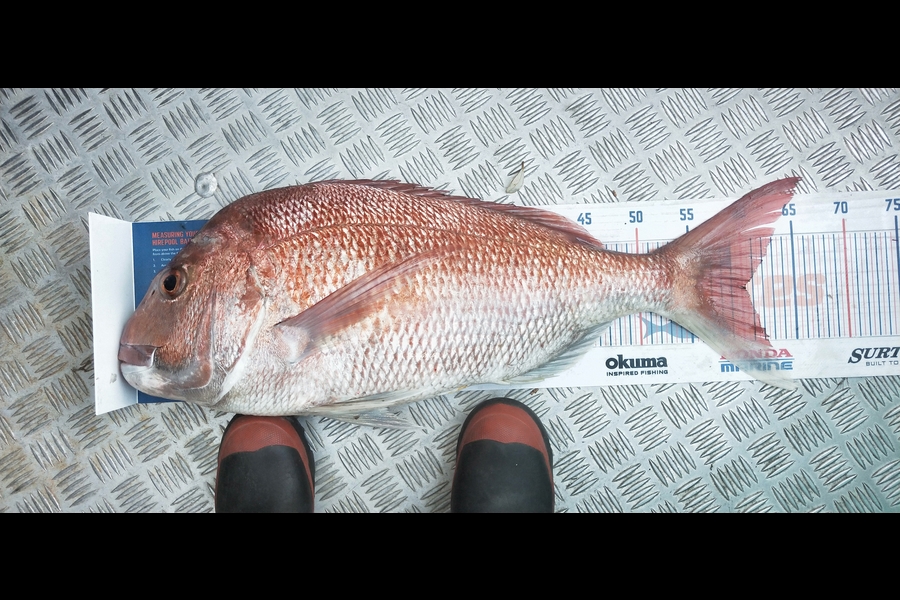 Melanie Pzpuni caught this 60.0cm Snapper at Opotiki during The Hirepool Baitmates Fishing Comp