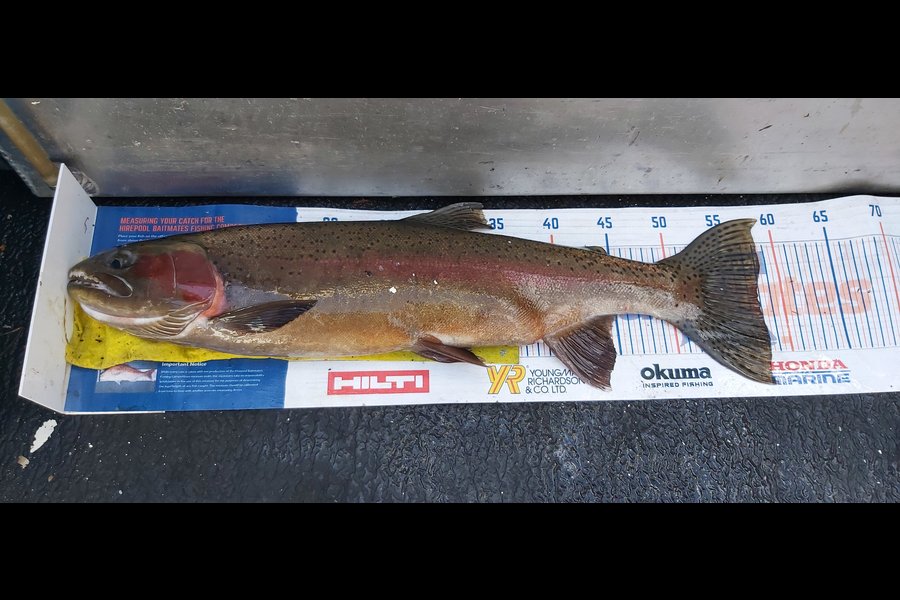 Mark Cooke caught this 57.5cm Trout at Lake Tarawera  during The Hirepool Baitmates Fishing Comp